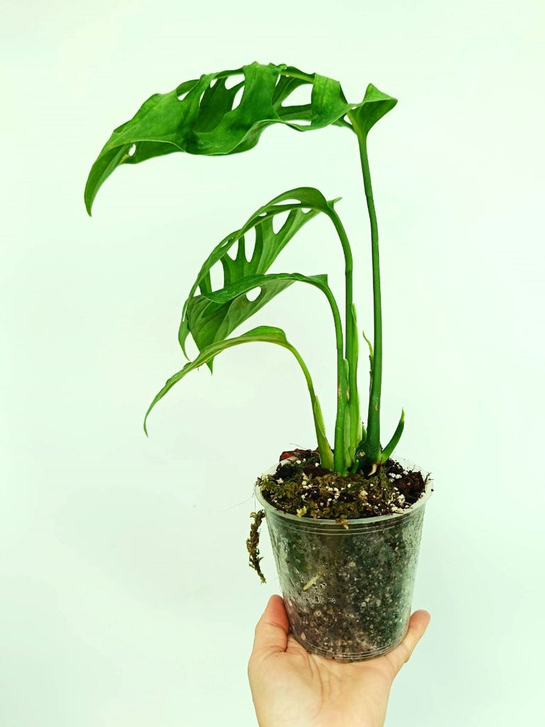 Monstera epipremnoides esqueleto