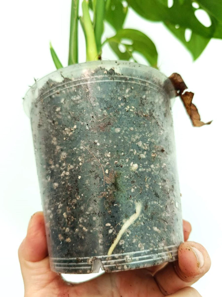 Monstera epipremnoides esqueleto