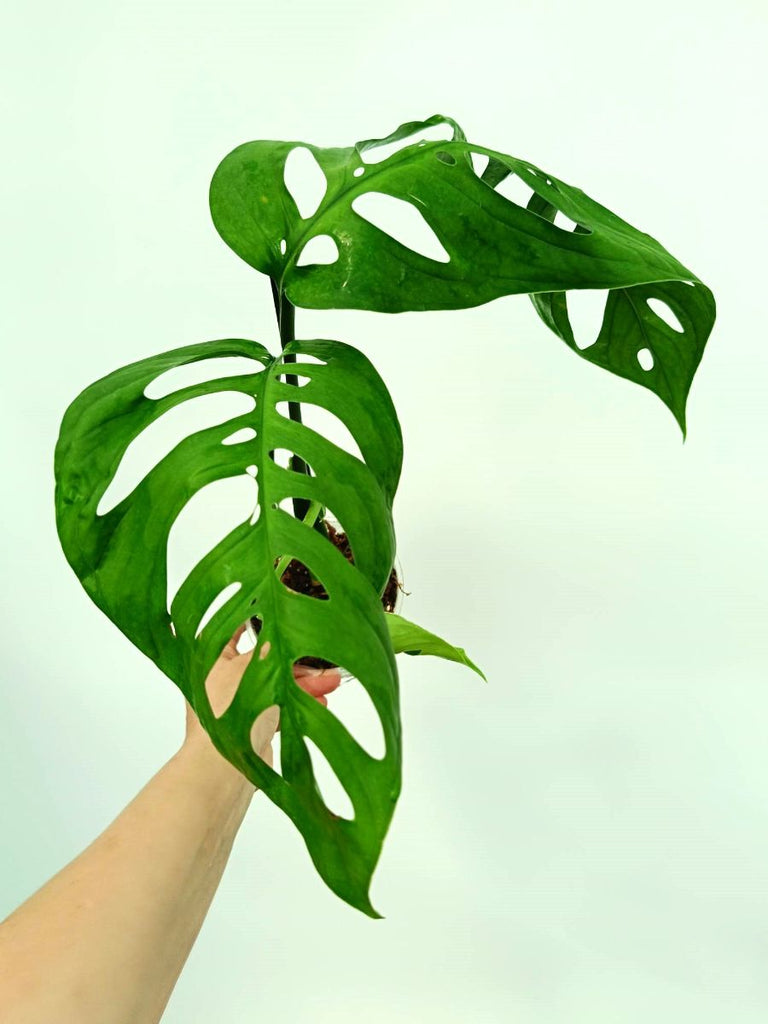 Monstera epipremnoides esqueleto