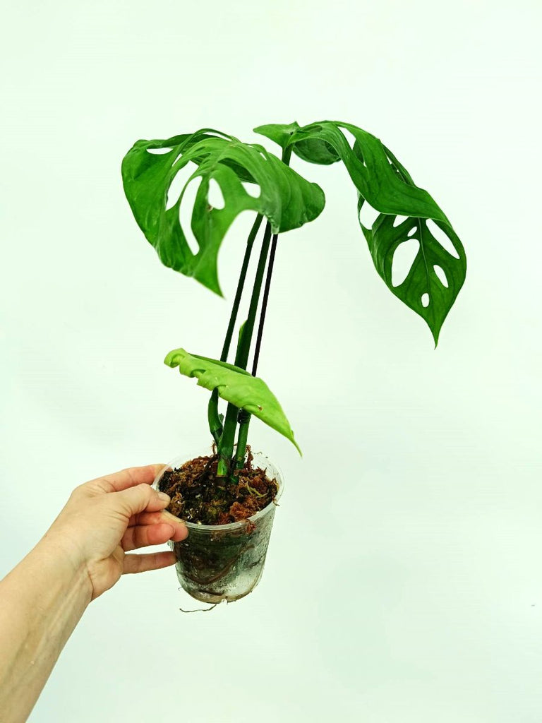 Monstera epipremnoides esqueleto
