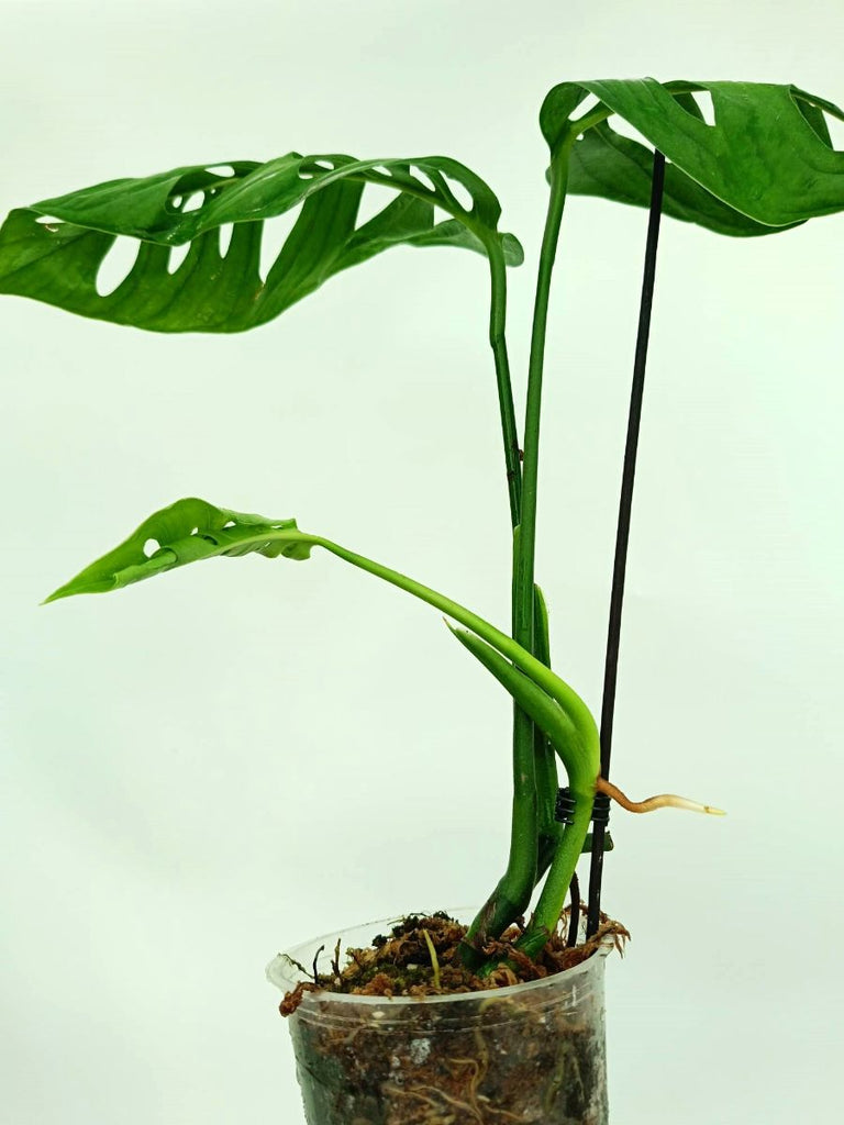 Monstera epipremnoides esqueleto