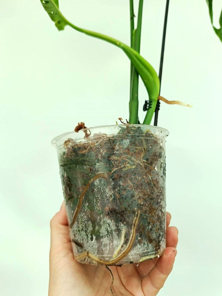 Monstera epipremnoides esqueleto