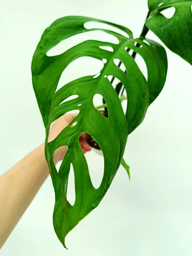 Monstera epipremnoides esqueleto