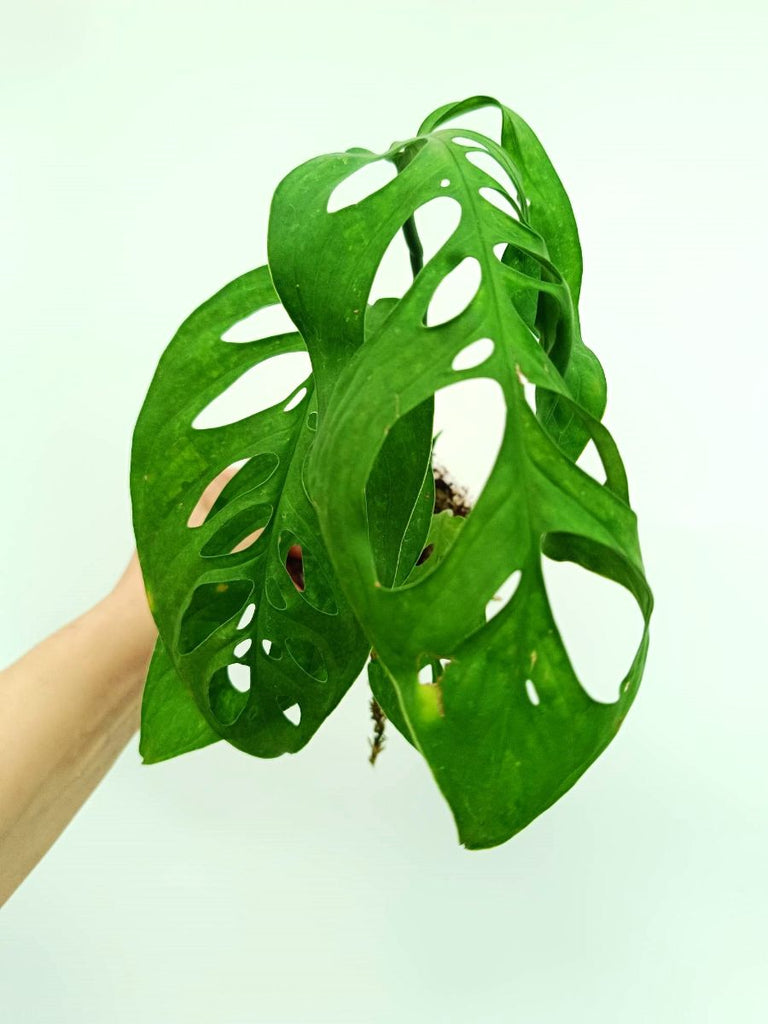 Monstera epipremnoides esqueleto