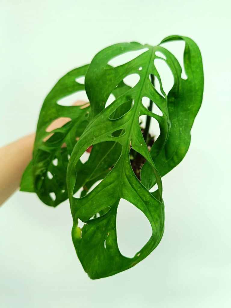 Monstera epipremnoides esqueleto