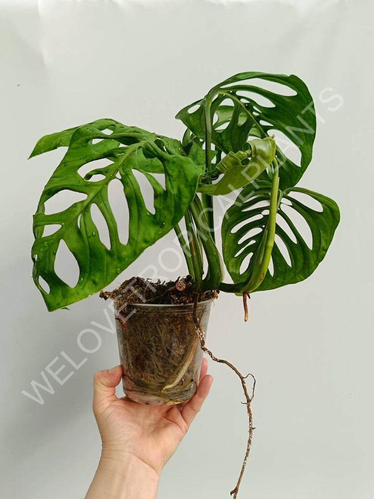 Monstera epipremnoides esqueleto