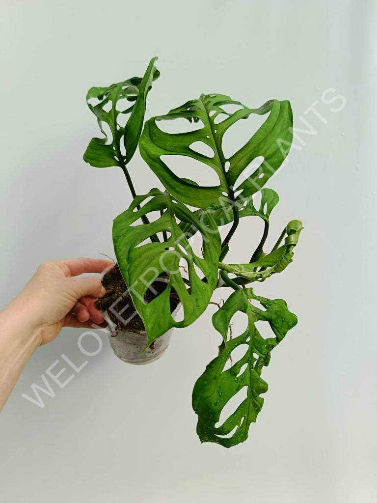 Monstera epipremnoides esqueleto