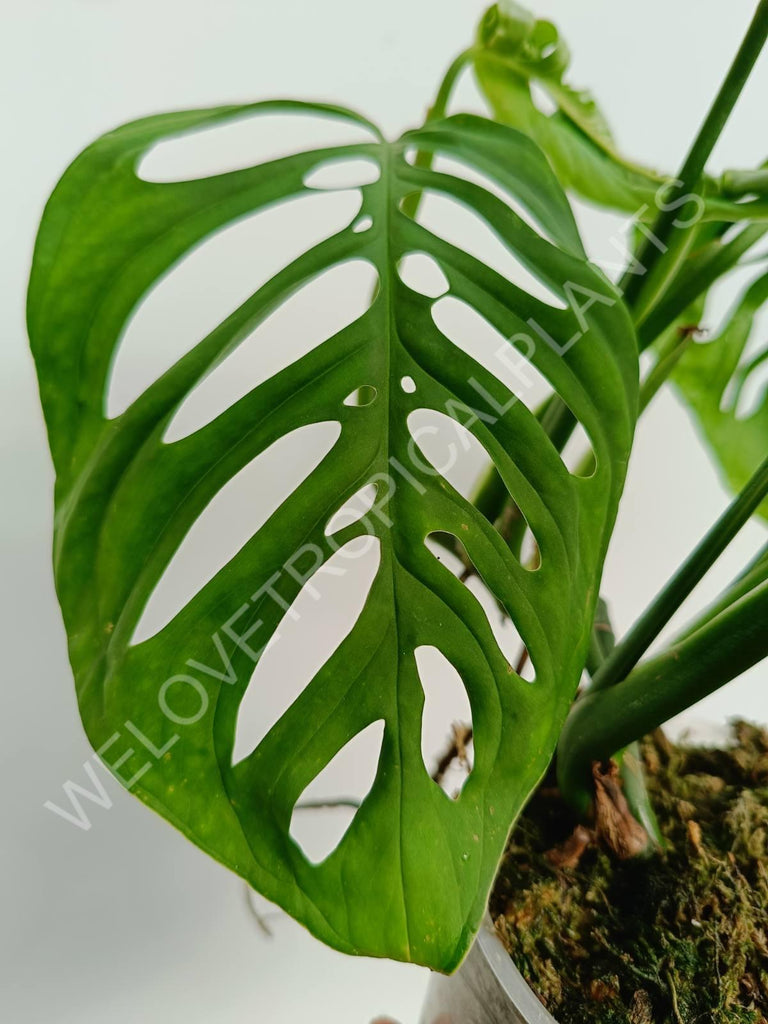 Monstera epipremnoides esqueleto