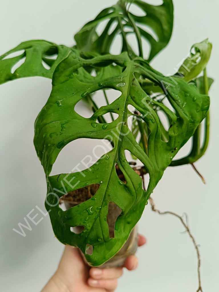 Monstera epipremnoides esqueleto