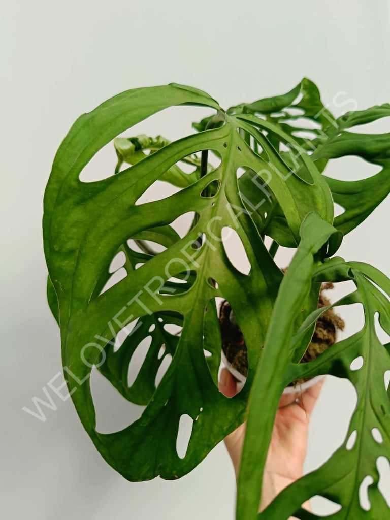 Monstera epipremnoides esqueleto