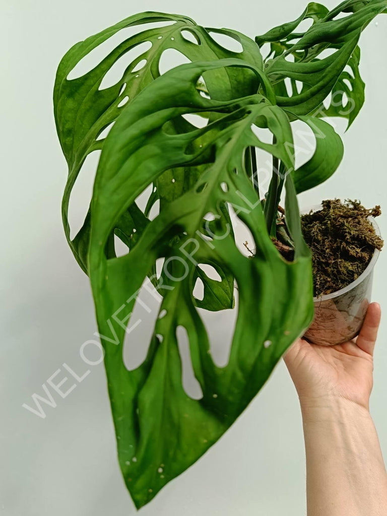 Monstera epipremnoides esqueleto