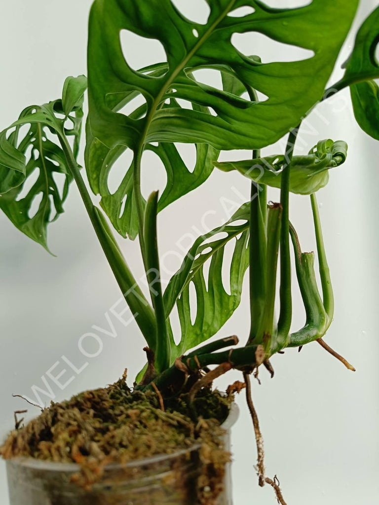 Monstera epipremnoides esqueleto