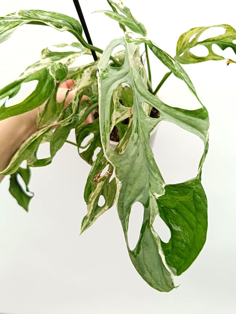 Monstera adansonii indonesian marble variegata