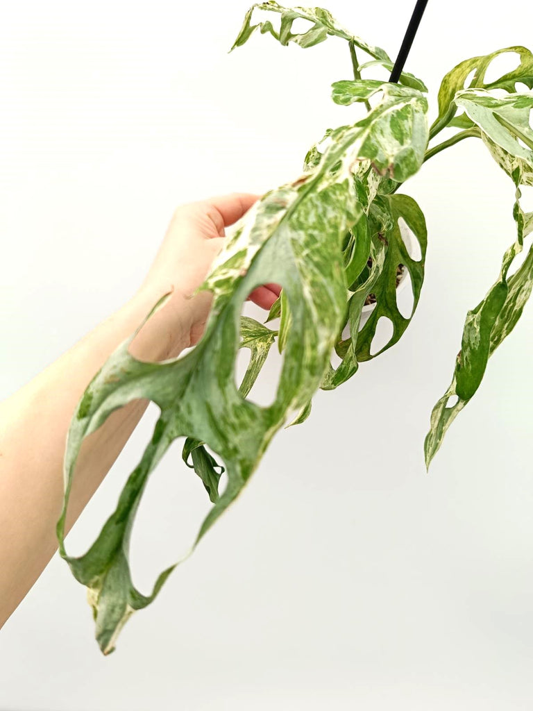 Monstera adansonii indonesian marble variegata