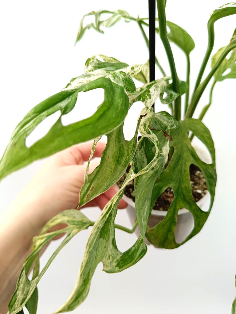 Monstera adansonii indonesian marble variegata