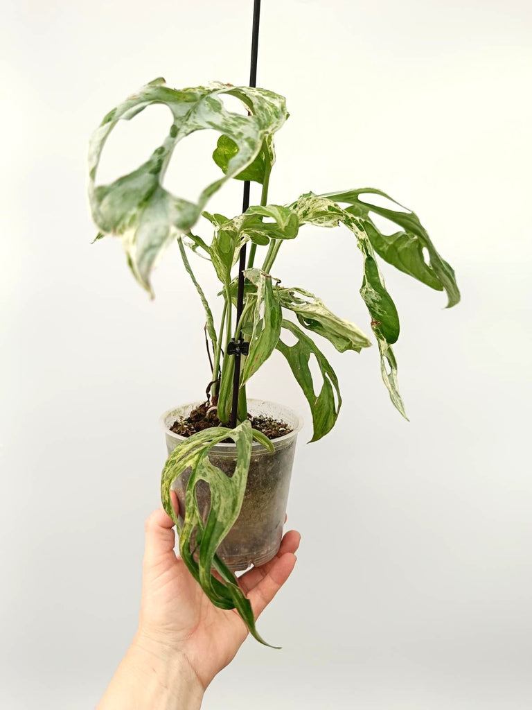 Monstera adansonii indonesian marble variegata