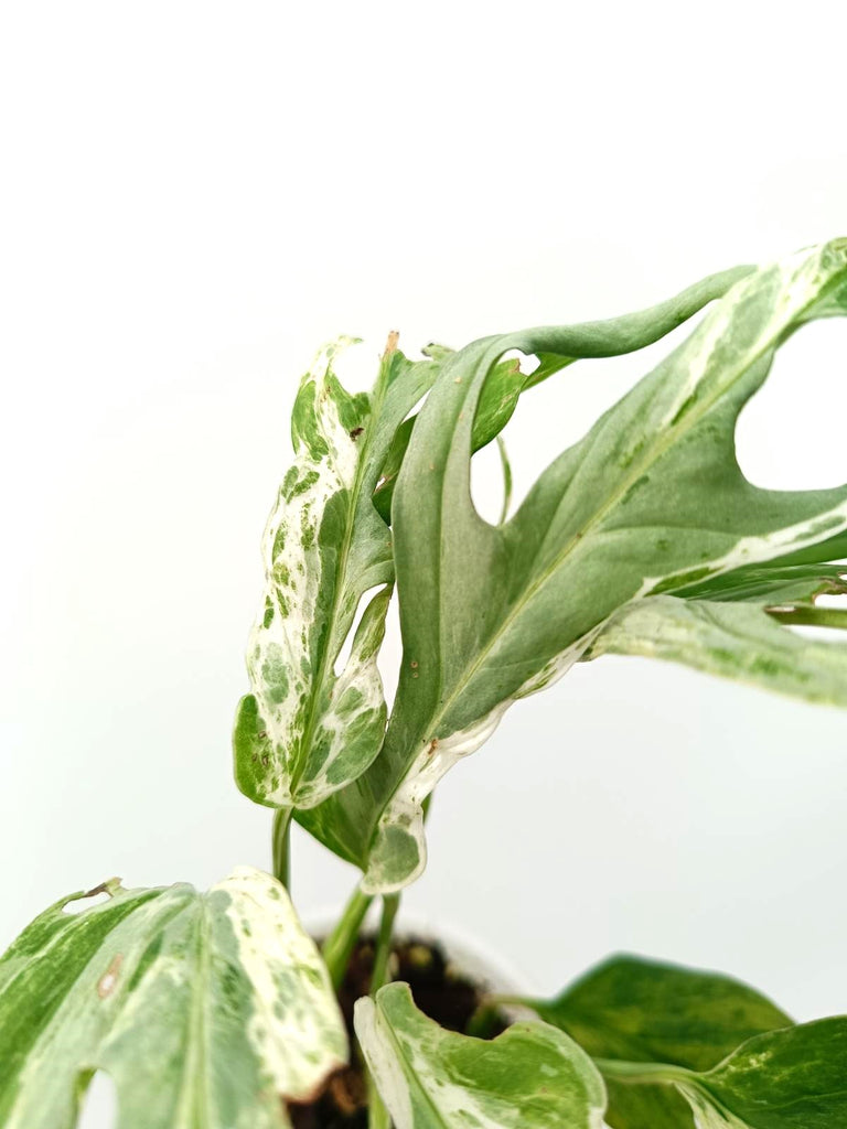 Monstera adansonii indonesian marble variegata