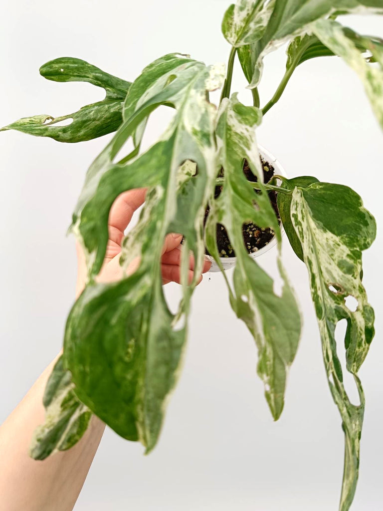 Monstera adansonii indonesian marble variegata