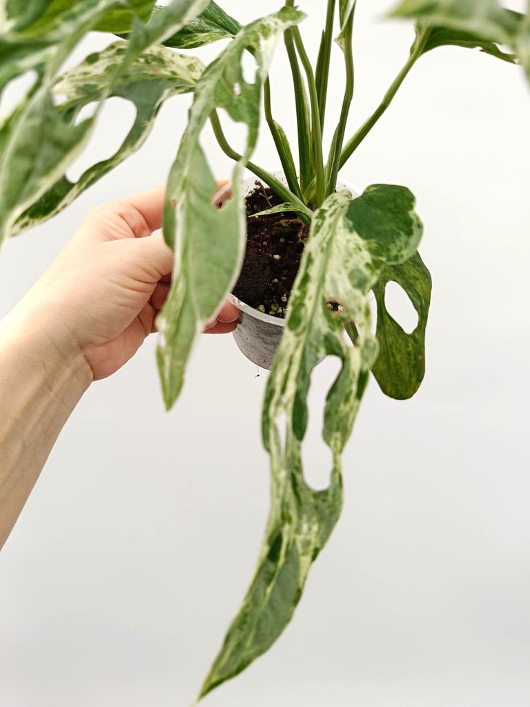 Monstera adansonii indonesian marble variegata