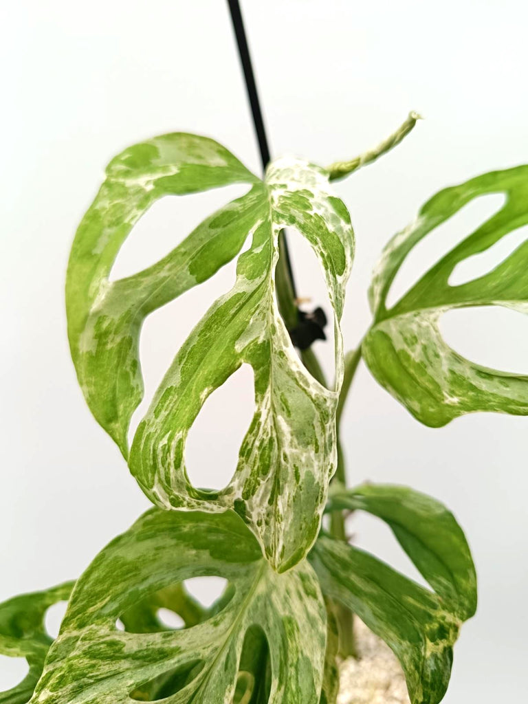 Monstera adansonii indonesian marble variegata