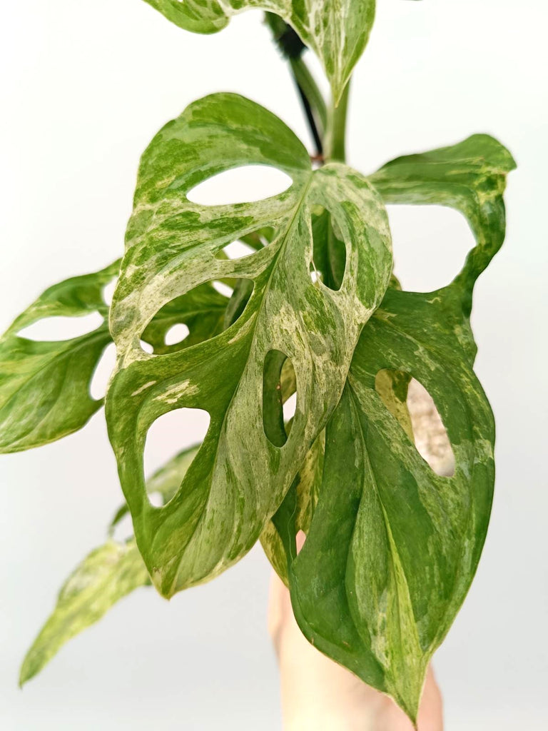 Monstera adansonii indonesian marble variegata