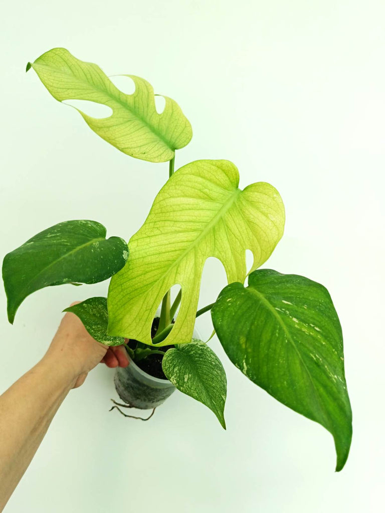 Monstera variegata mint