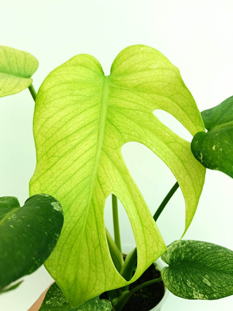 Monstera variegata mint