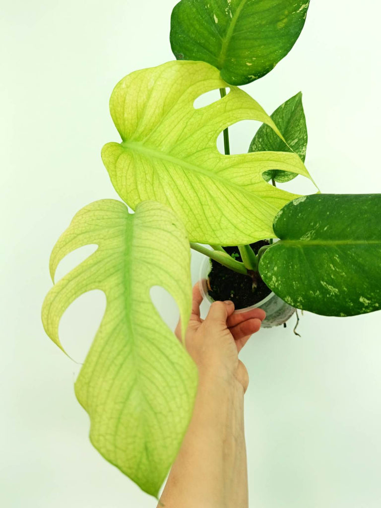 Monstera variegata mint