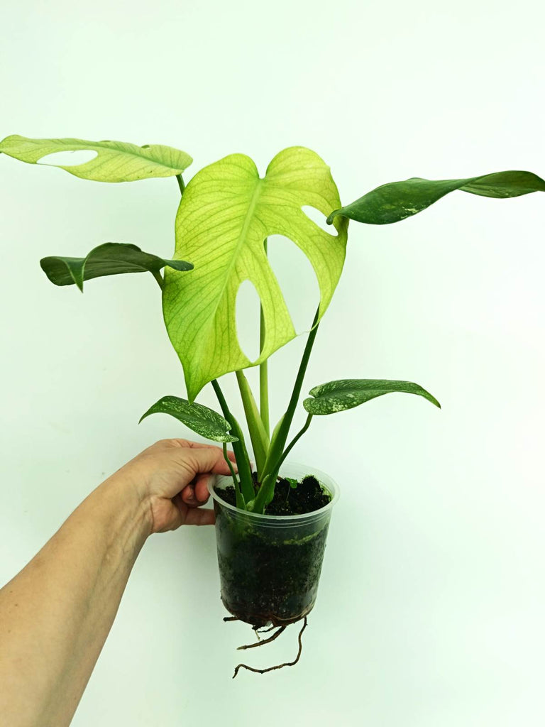 Monstera variegata mint