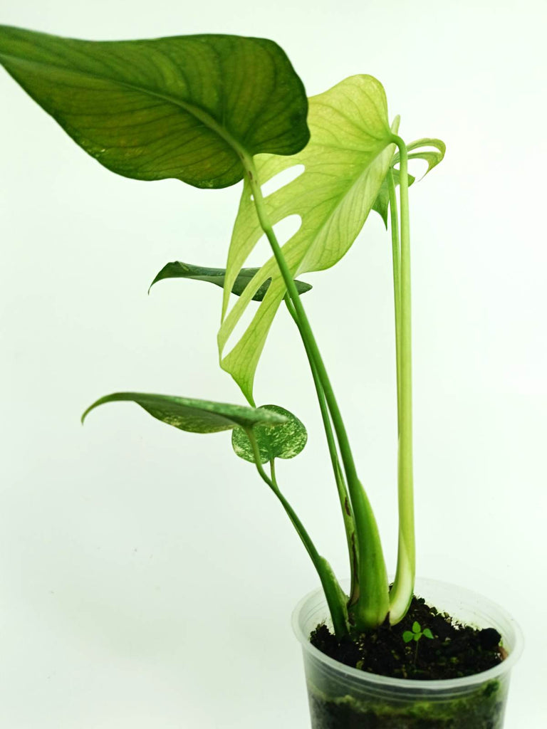 Monstera variegata mint