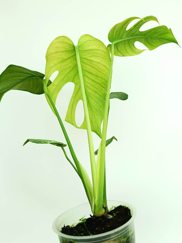 Monstera variegata mint