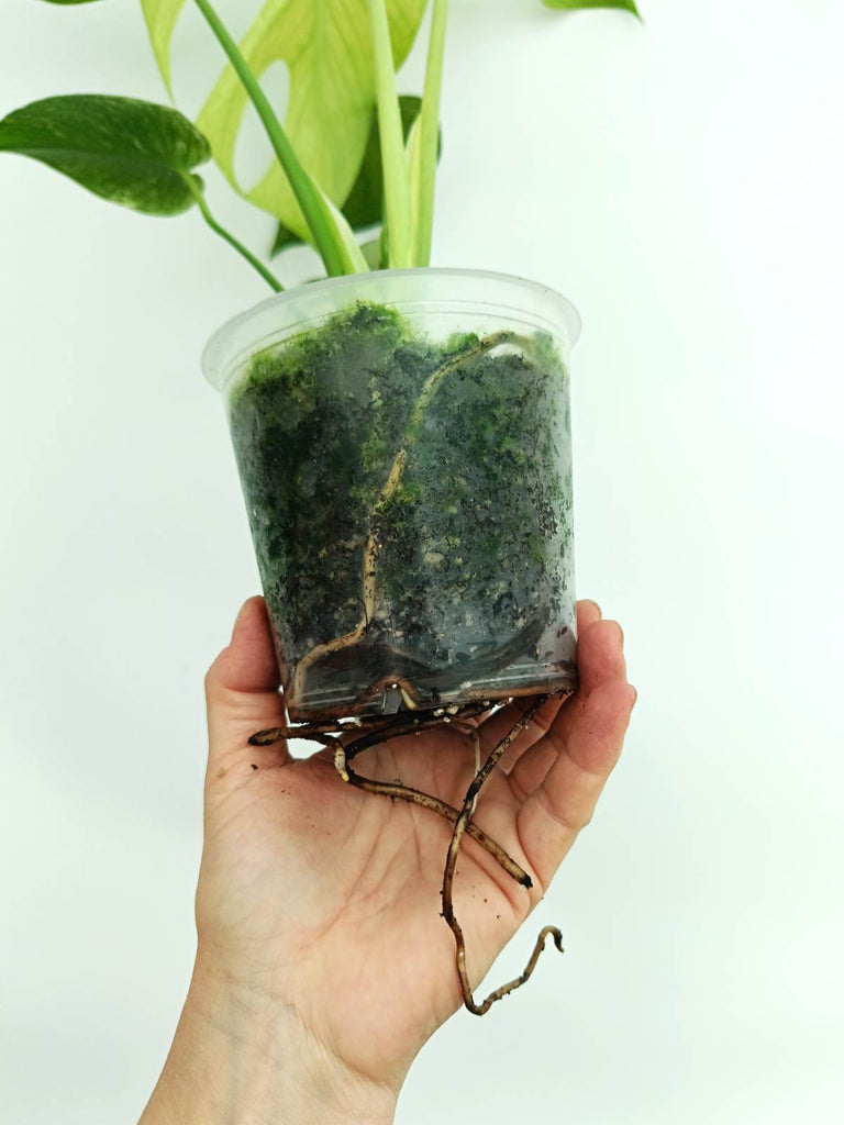 Monstera variegata mint
