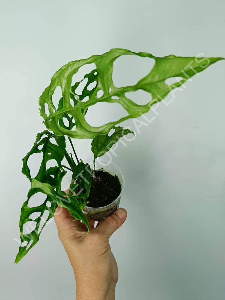 Monstera obliqua