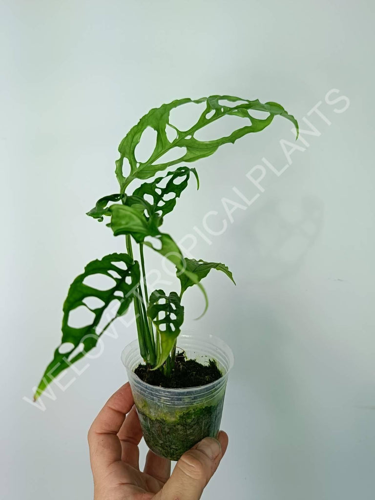 Monstera obliqua