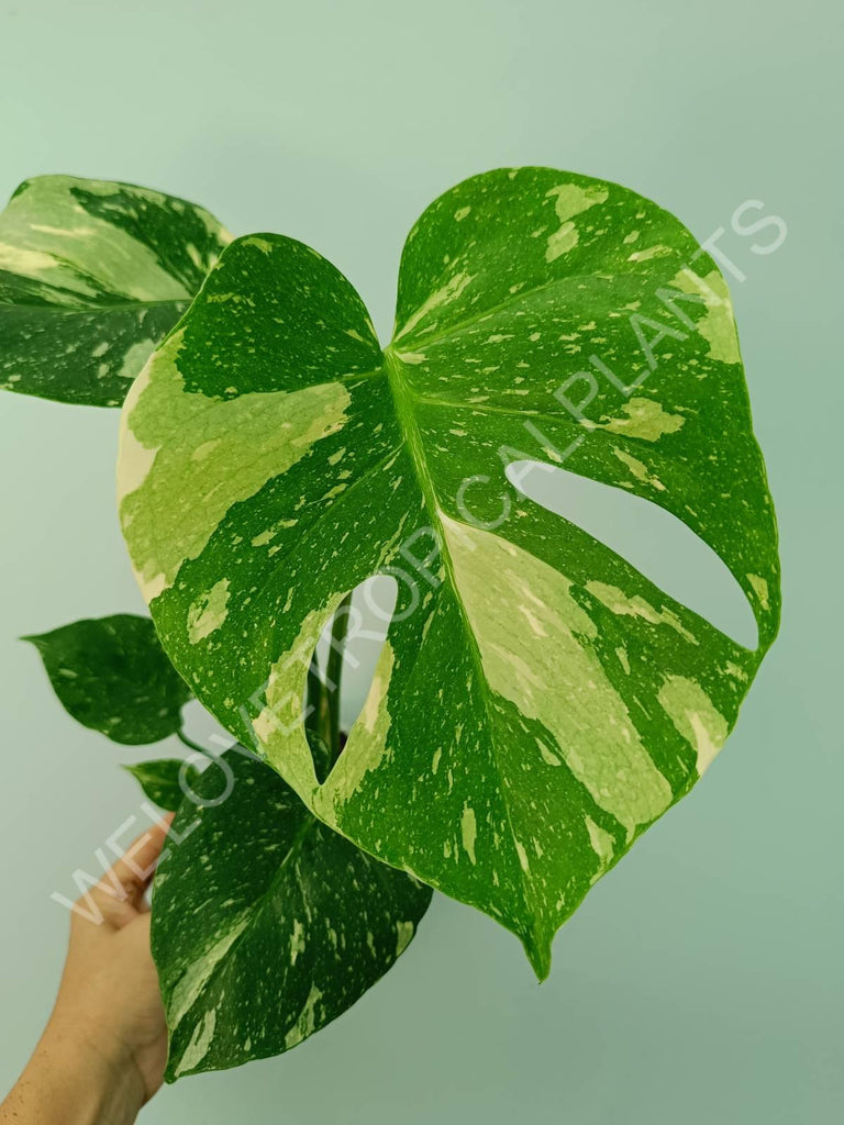 Monstera thai constellation