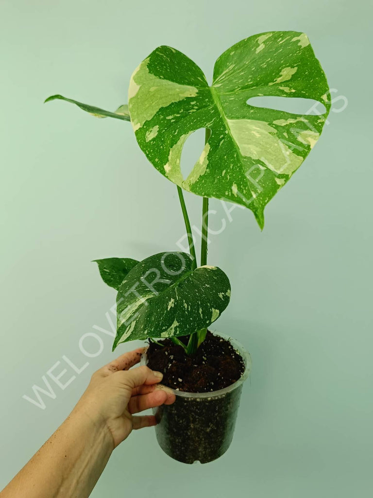 Monstera thai constellation