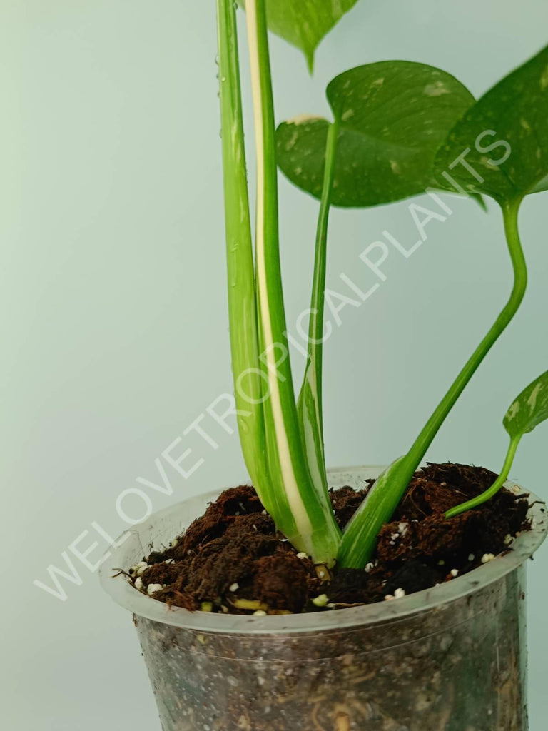 Monstera thai constellation