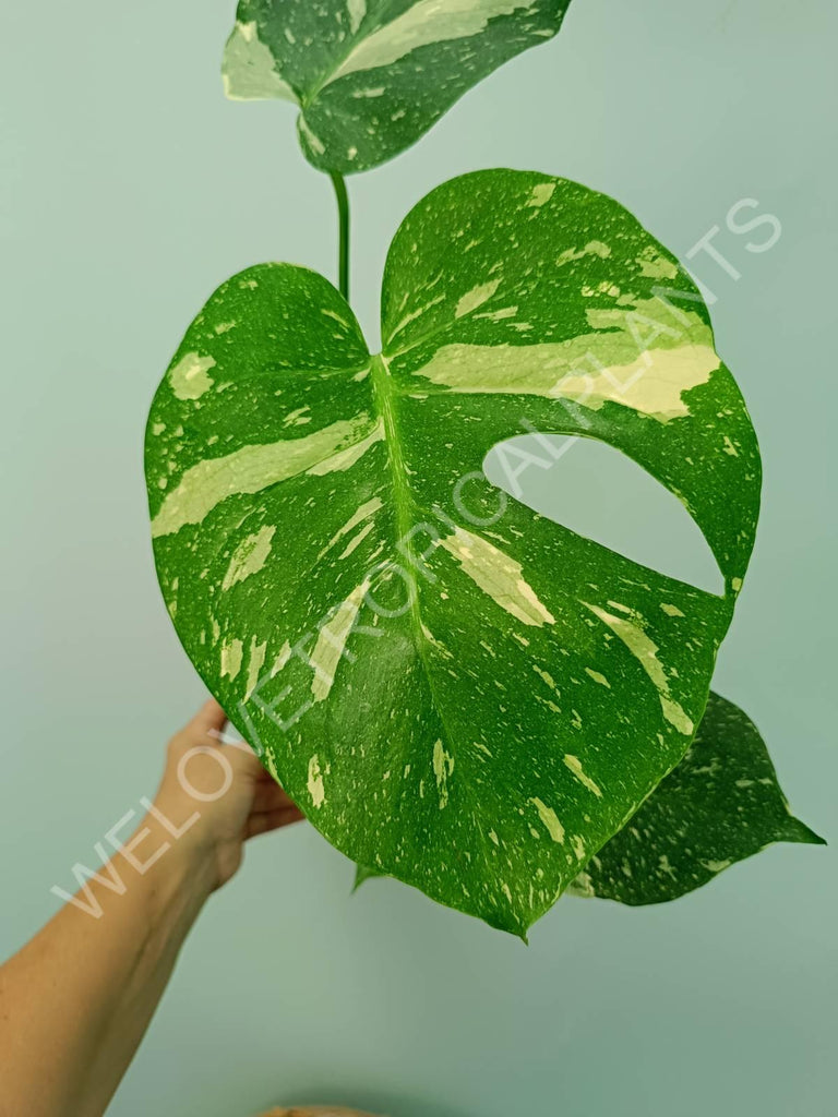 Monstera thai constellation