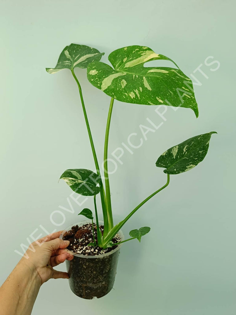 Monstera thai constellation