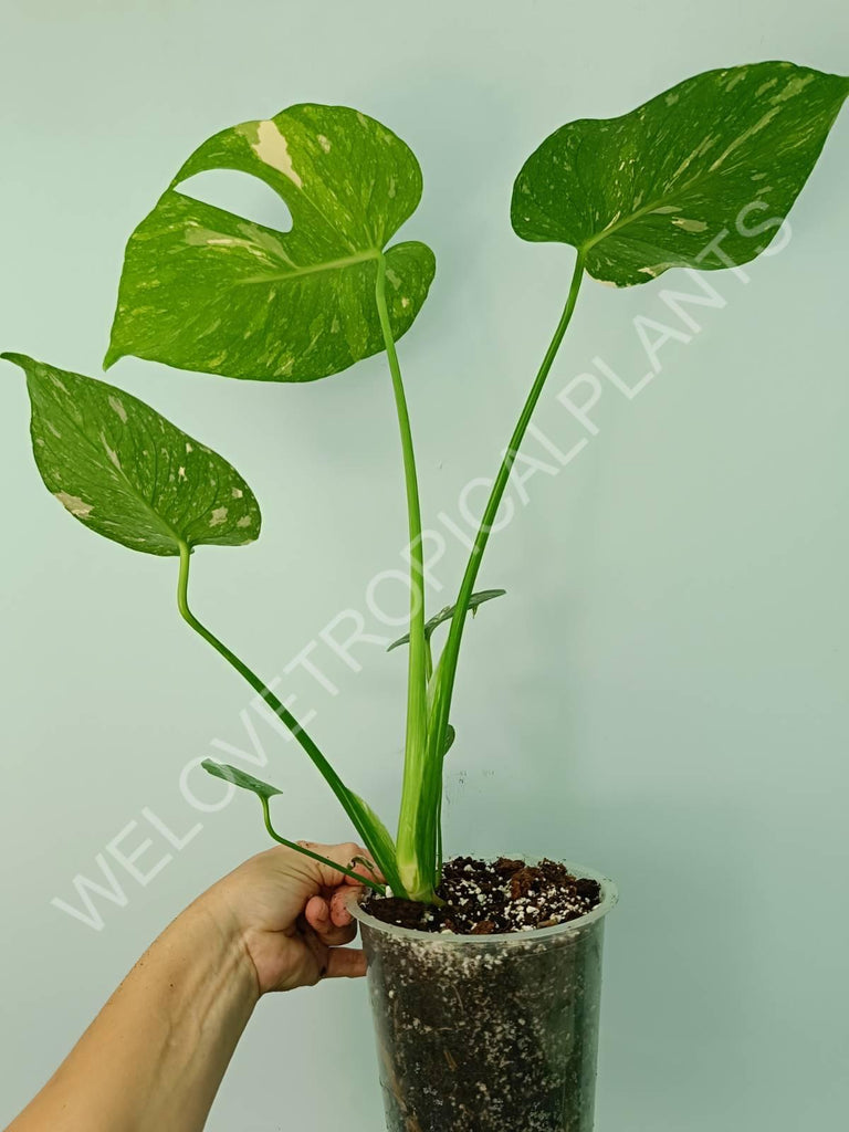 Monstera thai constellation