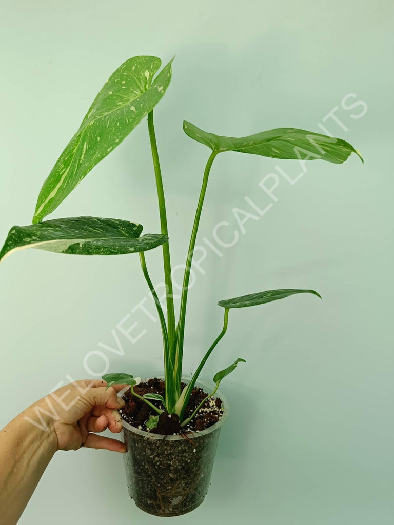 Monstera thai constellation