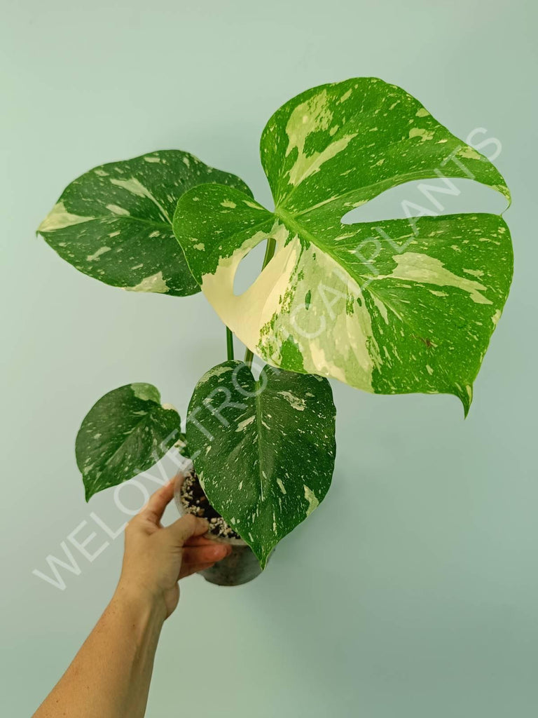 Monstera thai constellation