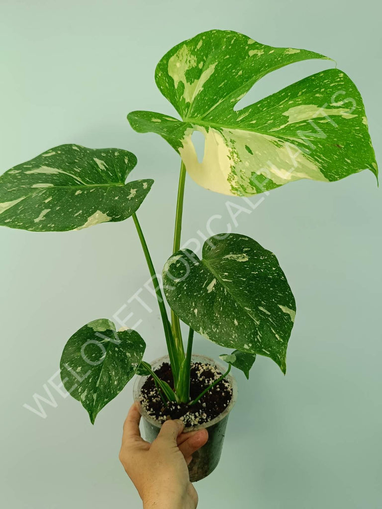 Monstera thai constellation