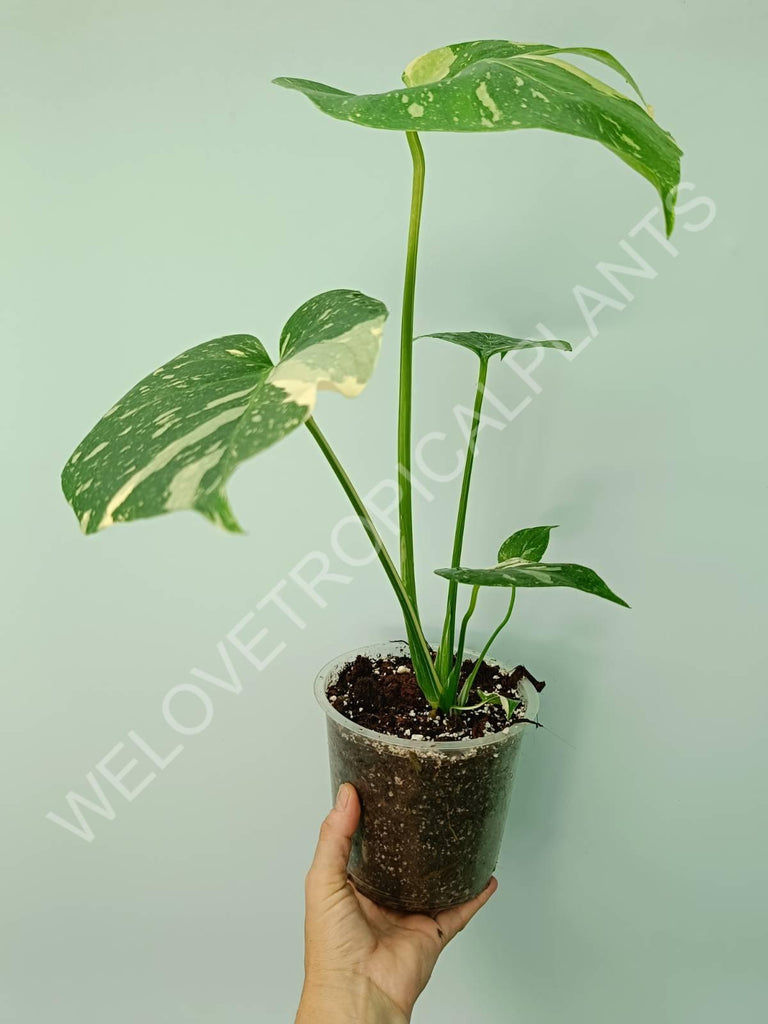 Monstera thai constellation