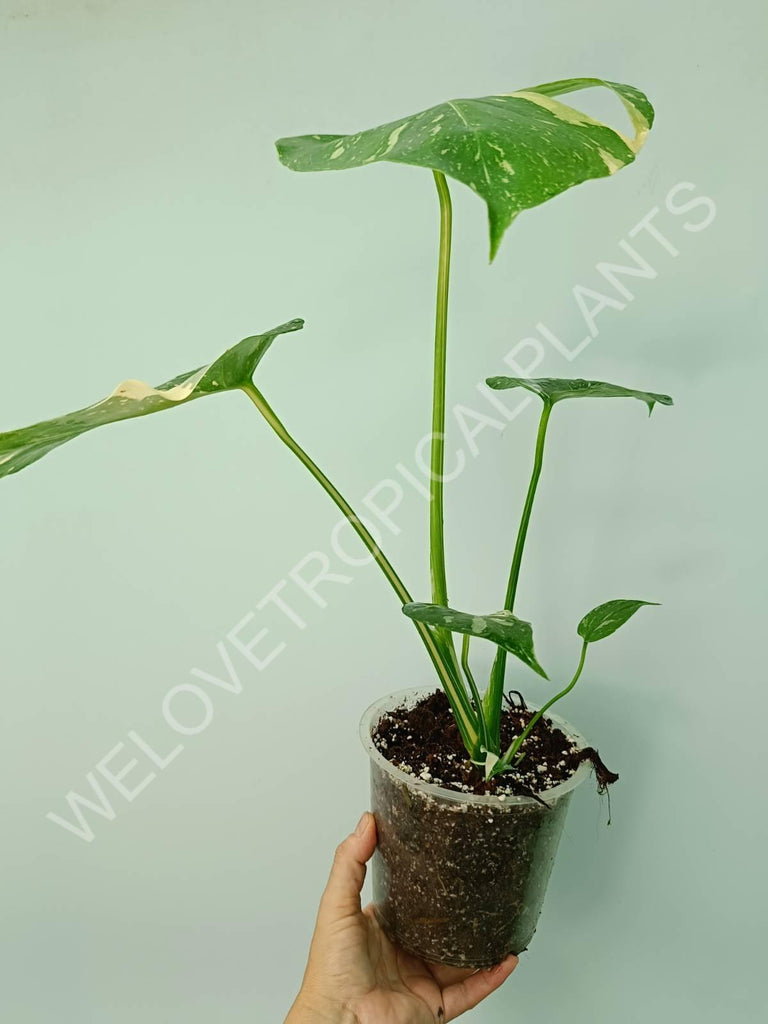 Monstera thai constellation