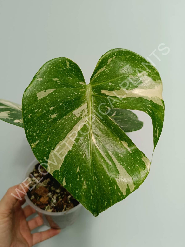 Monstera thai constellation