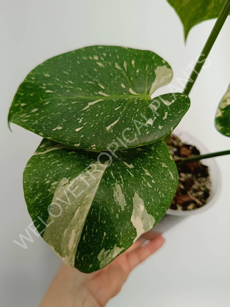 Monstera thai constellation