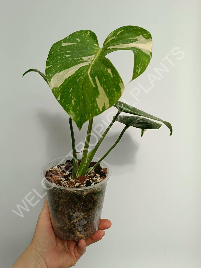 Monstera thai constellation