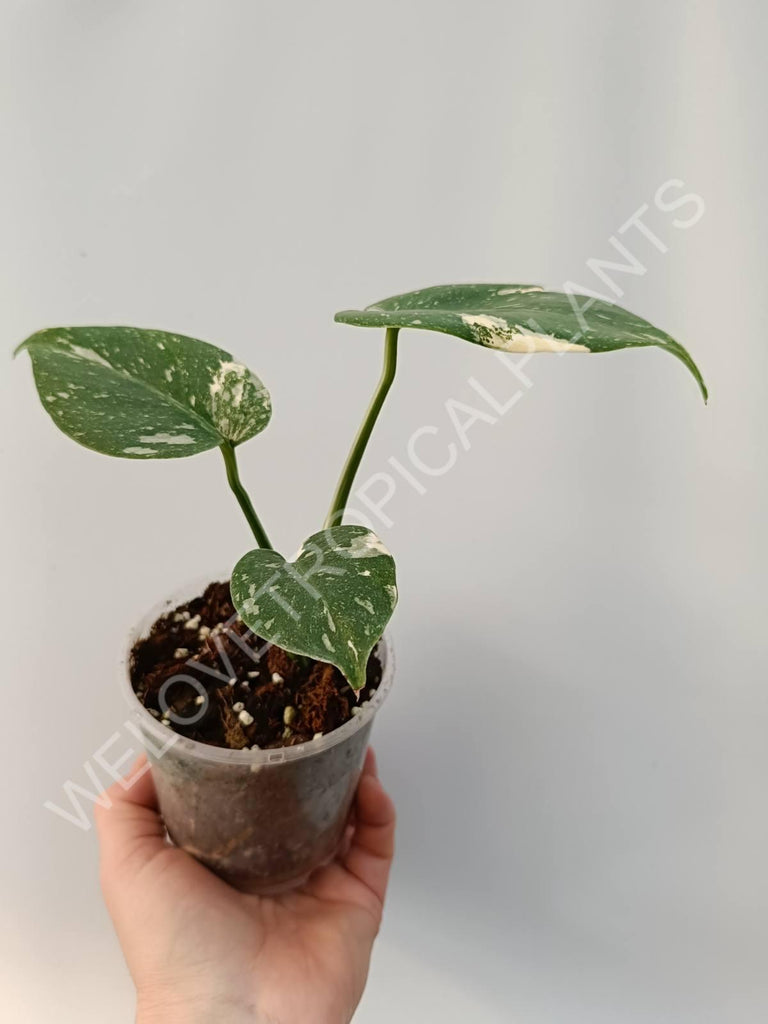 Monstera thai constellation