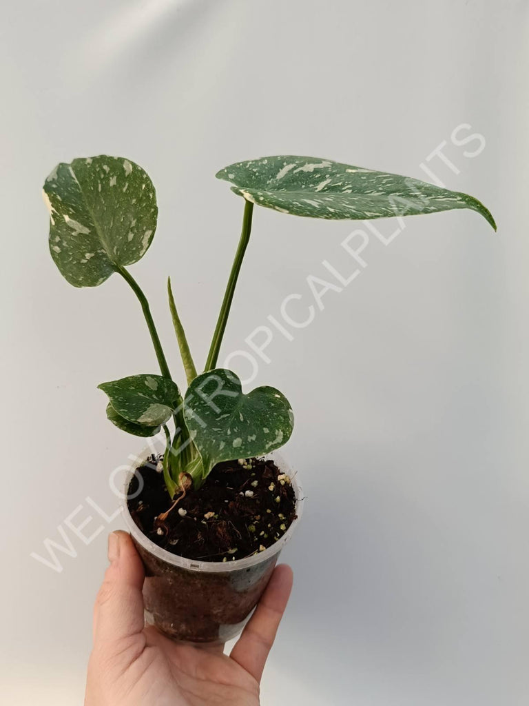 Monstera thai constellation